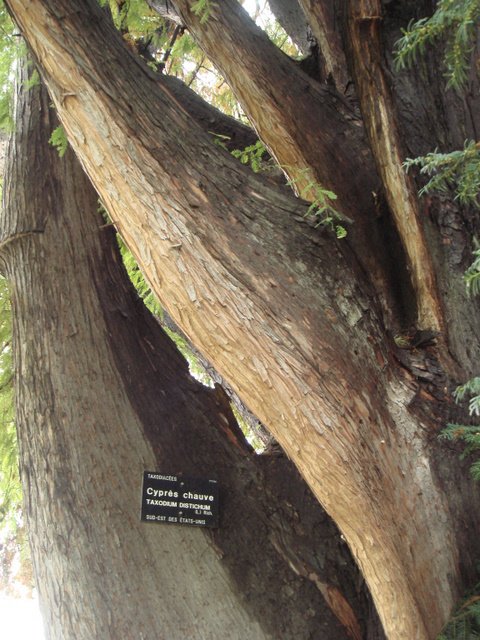 Taxodium distichum ecorce